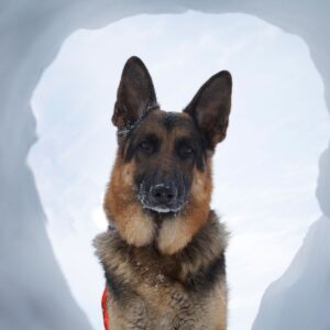 Meet the Rescue Trackers and their Avalanche Dogs | Pinnacle Experiences