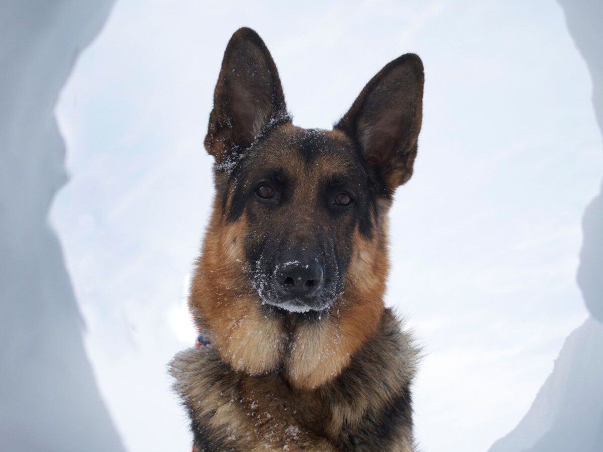 Meet the rescue team and their avalanche dogs | Pinnacle Experiences