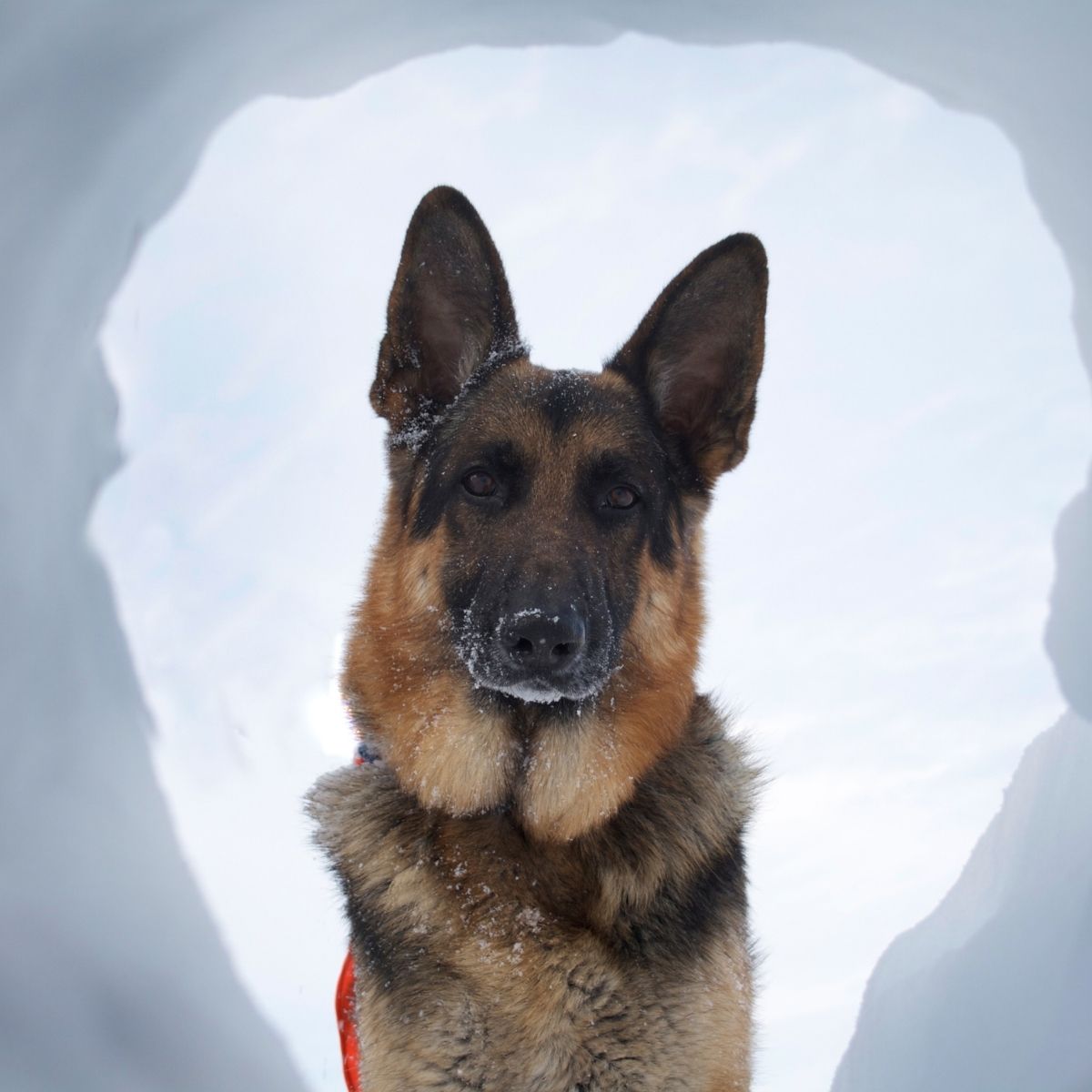 Meet the rescue team and their avalanche dogs | Pinnacle Experiences